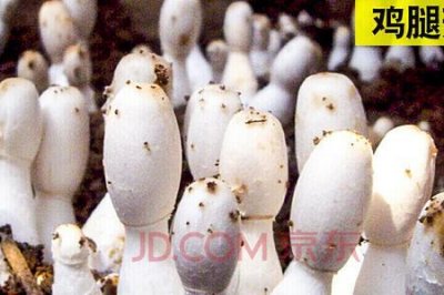 ​蘑菇与菌菇的区别