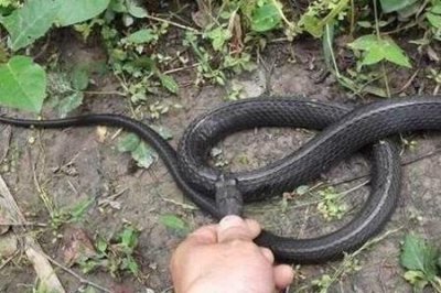 ​野外杀蛇犯法吗