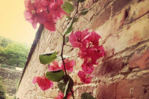 红杏出墙什么意思?有什么历史故事?