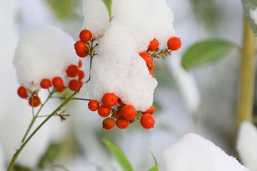 红杏出墙什么意思?有什么历史故事?