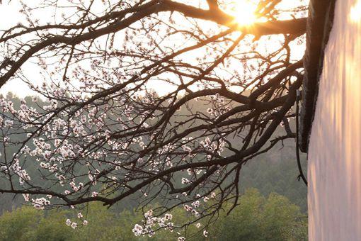 红杏出墙什么意思?有什么历史故事?