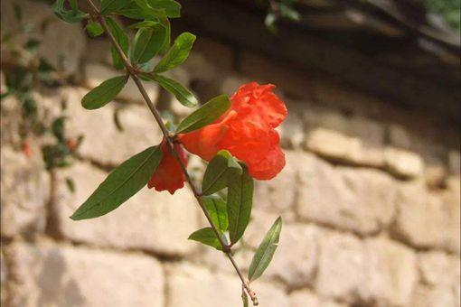 红杏出墙什么意思?有什么历史故事?