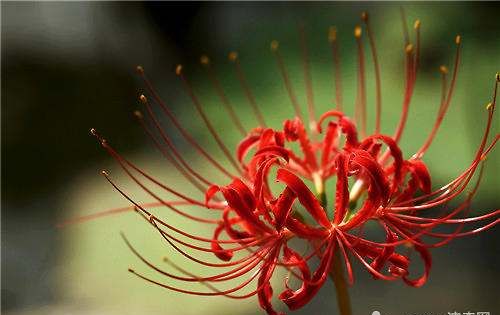 曼珠沙华曼珠沙华,看到曼珠沙华花有什么寓意吗图2