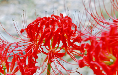 ​曼珠沙华曼珠沙华,看到曼珠沙华花有什么寓意吗