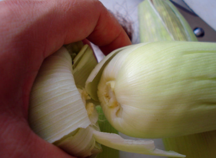 老玉米煮多长时间,玉米煮多少时间能熟?图3