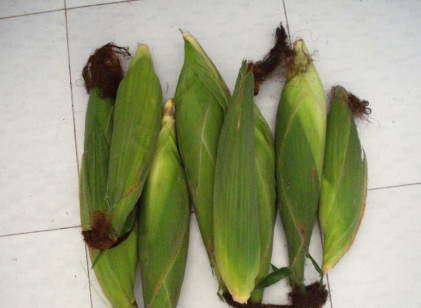 老玉米煮多长时间,玉米煮多少时间能熟?图14