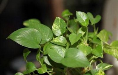 ​种植绿萝的好处和价值