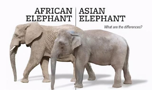 杨臣刚在春晚上假唱（杨臣刚一首歌赚1.7亿）