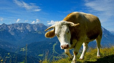 ​一辈子任劳任怨的3大生肖