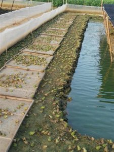 ​青蛙怎么养才好？青蛙的养殖技术大全