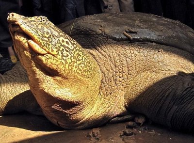 ​地球上非常稀有的十种动物