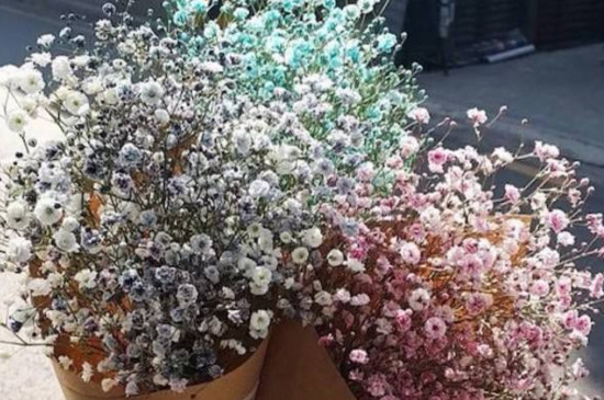 满天星需要插在水里吗(图)(图3)