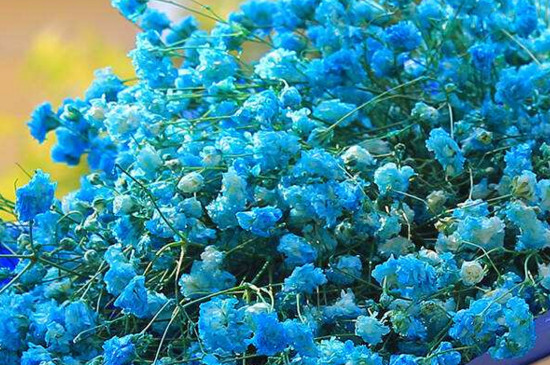 满天星需要插在水里吗(图)(图2)