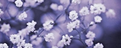 ​满天星需要插在水里吗（图）