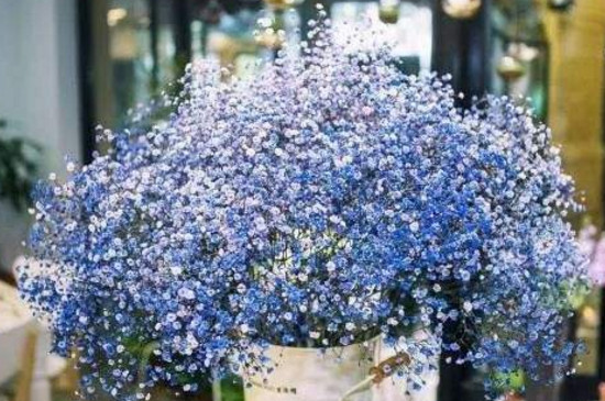 满天星需要插在水里吗(图)(图4)