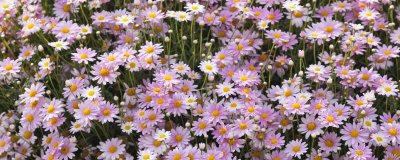 ​玛格丽特花的寓意