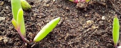 ​米糠可以做营养土种花吗