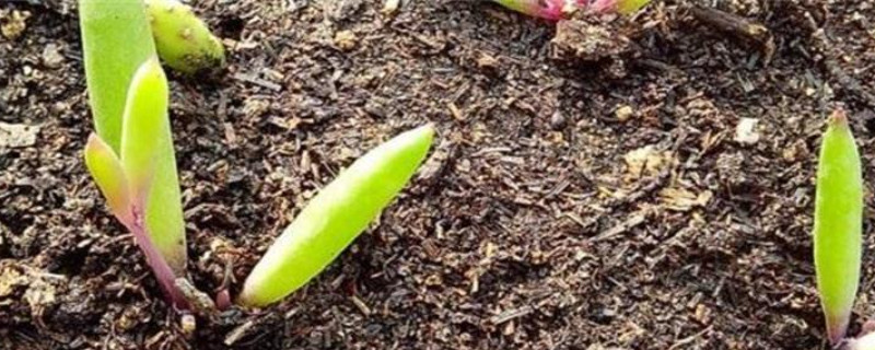 米糠可以做营养土种花吗(图1)