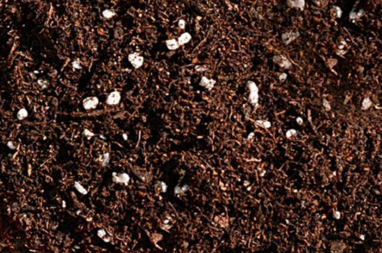 米糠可以做营养土种花吗(图4)