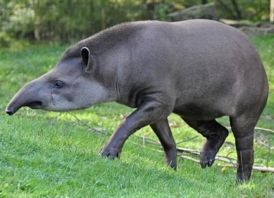 ​貘属于什么动物？貘有哪些特征？