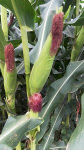 ​强育L1066玉米品种介绍