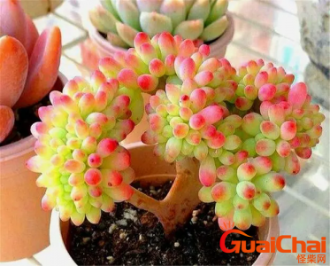 ​乙女心多肉有没有毒？乙女心多肉对身体有害吗？