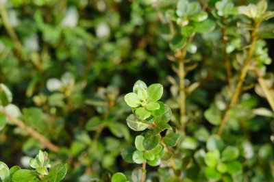 ​杜鹃花冬天怎么管理