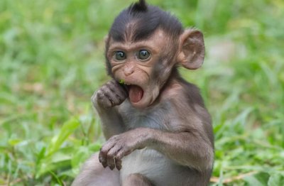 ​猴子智商相当人类几岁（猴子智商高吗）