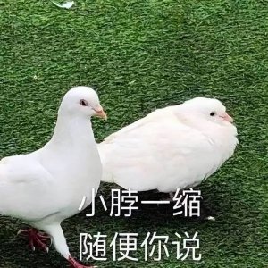 ​爆笑沙雕段子 笑话沙雕短语