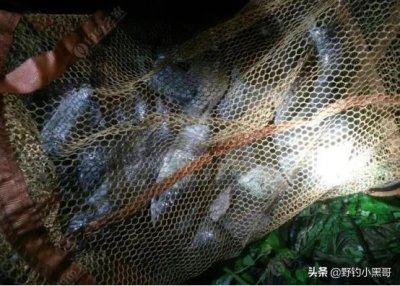 ​夜钓什么时候上鱼最佳时间（夏天夜钓上鱼的技巧和方法）