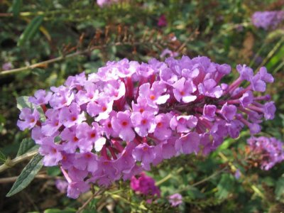 ​每天认识一种植物（80）：醉鱼草——花美味香还能醉鱼