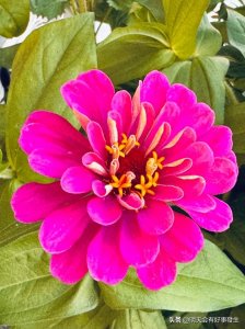 ​分享图片～花瓣舒展，花色漂亮，梦幻迷人的百日菊，邀您共赏！