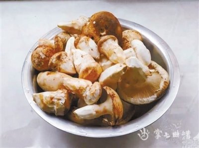 ​云南菌子——老人头