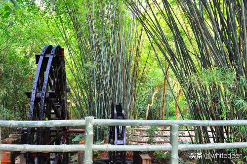 随拍公园 - 东莞大屏嶂森林公园