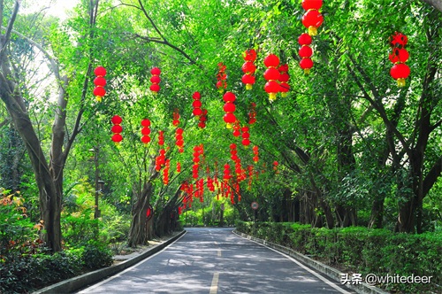 随拍公园 - 东莞大屏嶂森林公园