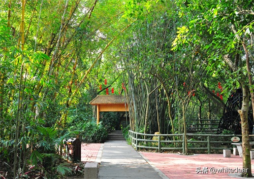 随拍公园 - 东莞大屏嶂森林公园