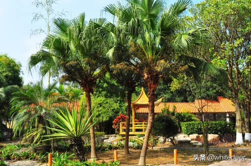 随拍公园 - 东莞大屏嶂森林公园