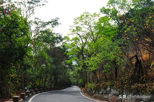 随拍公园 - 东莞大屏嶂森林公园