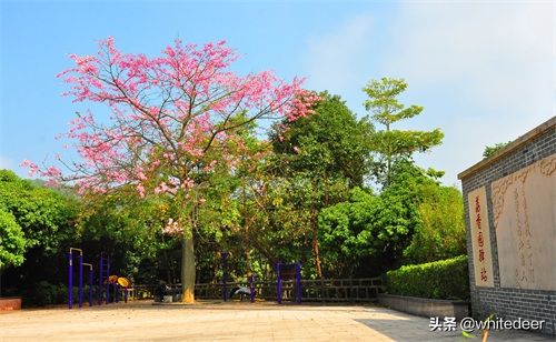 随拍公园 - 东莞大屏嶂森林公园