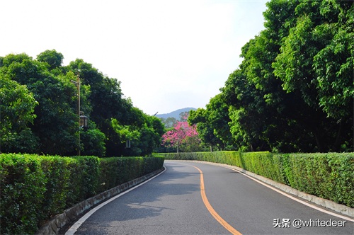 随拍公园 - 东莞大屏嶂森林公园