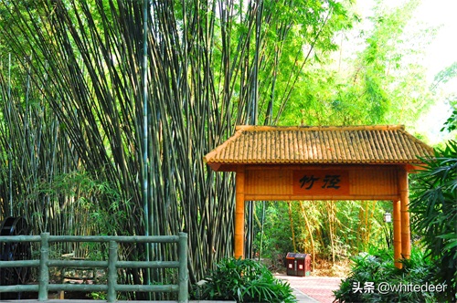 随拍公园 - 东莞大屏嶂森林公园