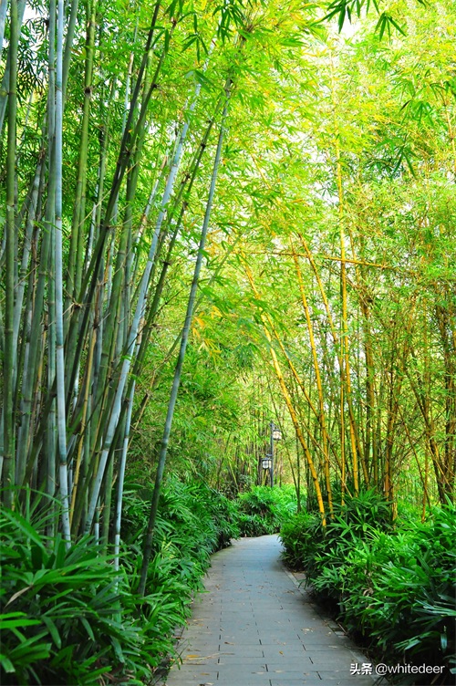 随拍公园 - 东莞大屏嶂森林公园