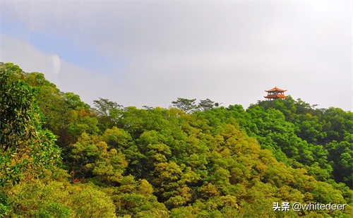 随拍公园 - 东莞大屏嶂森林公园