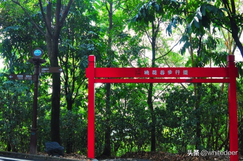 随拍公园 - 东莞大屏嶂森林公园