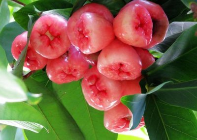 ​水果皇帝莲雾