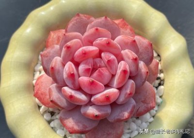 ​雪天使——很多人都知道的多肉，但它又是一个谁也说不清楚的品种