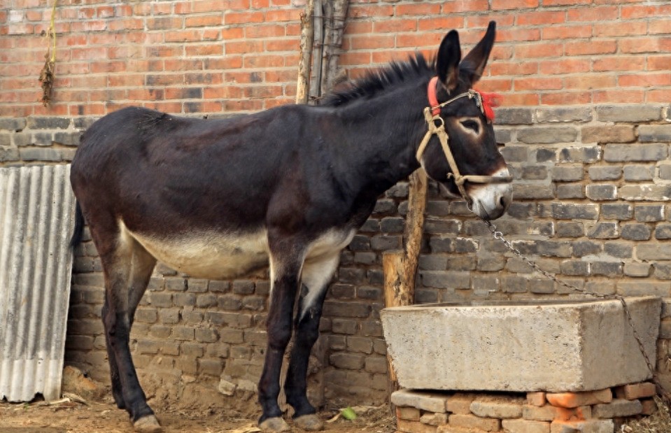 对比中国的农村，再看看日本的农村，差距真的太大了