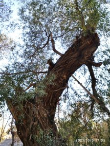 ​左宗棠与左公柳