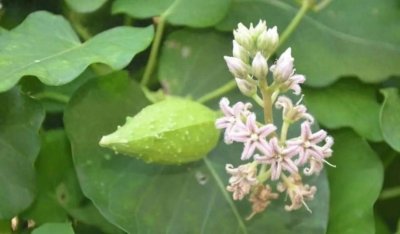 ​罗摩：一种多用途的植物宝藏