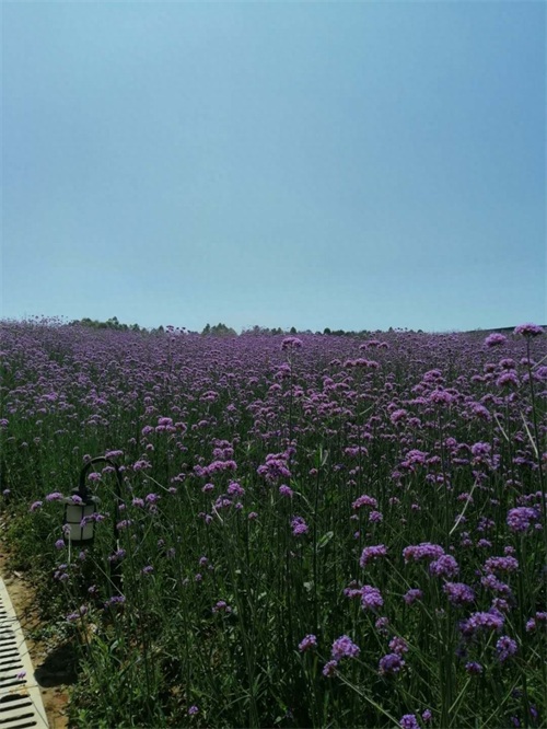 成都周边新晋网红打卡地-无影教堂